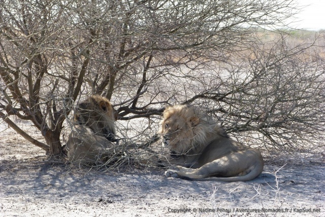 Deux superbes lions mâles, emblématiques du Kalahari