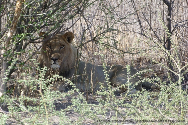 Un autre lion, mieux caché et moins sûr de lui