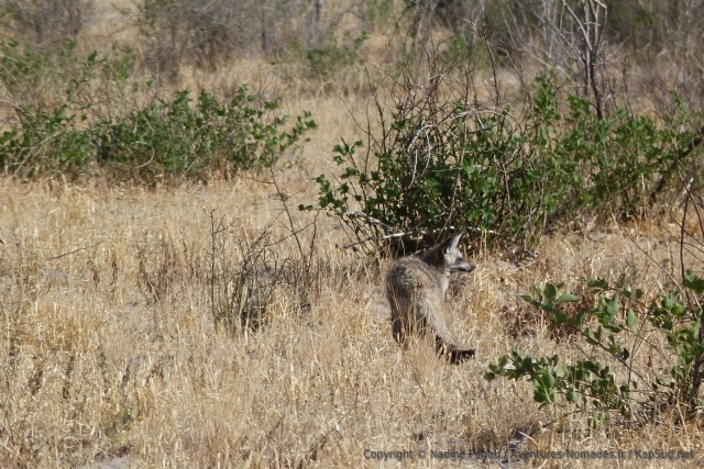 Le discret otocyon contourne de loin l'arbre aux 3 lionnes