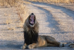 Incontestablement, le lion possède des armes redoutables