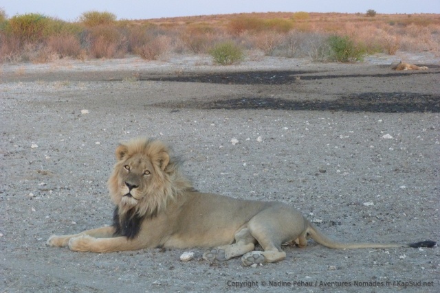 Quel animal magnifique !