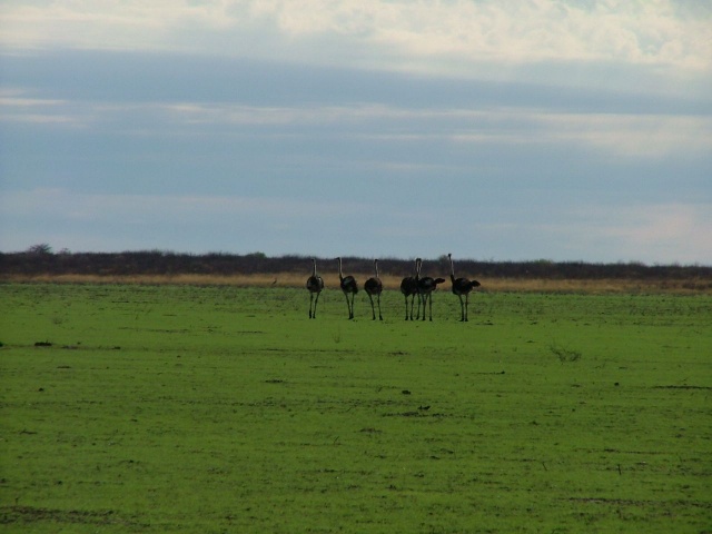 afs_2008_1113(032)