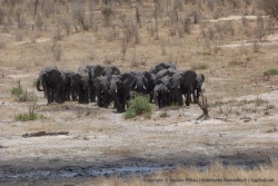 5ème partie - Namibie : De Khaudum NP à Etosha NP