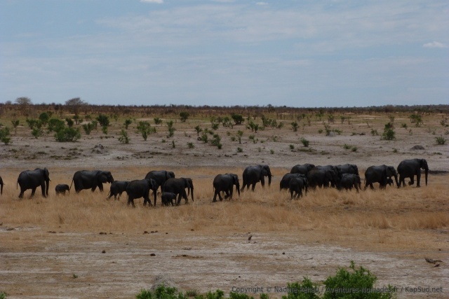 La présence de nombreux petits explique sûrement la prudence extrême dont font preuve les éléphants