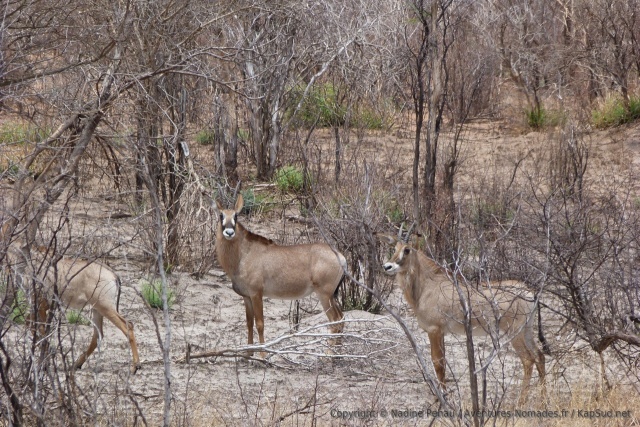 Des antilopes rouannes, animal plutôt rare à observer