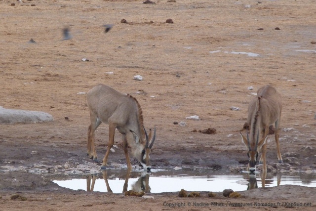 De jolies antilopes rouannes viennent boire à leur tour