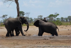 Des éléphants semblent se disputer l'accès au trou d'eau
