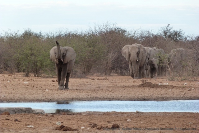 Un éléphant arrive au trou d'eau en éclaireur pour le reste de la troupe