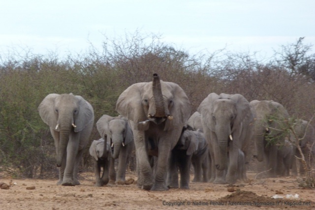 Vu comment ces éléphants déboulent, ils doivent être terriblement assoiffés