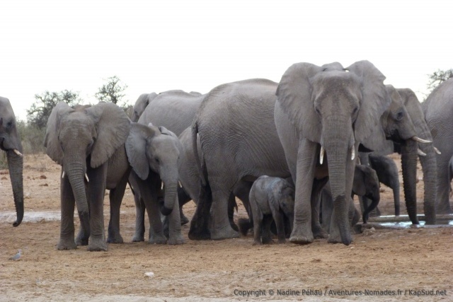 Une fois leur soif étanchée, les éléphants commencent à s'intéresser à autre chose et donc un peu à nous
