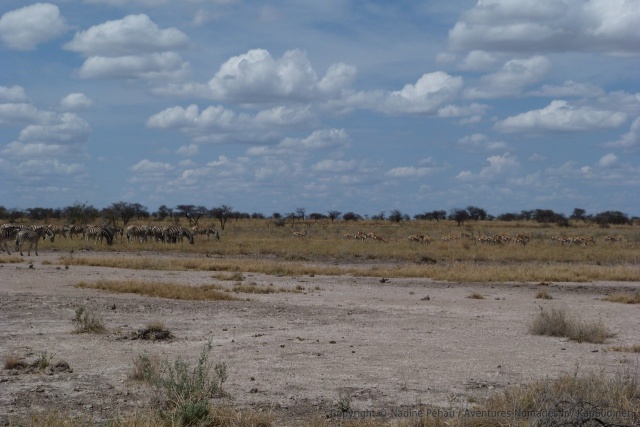 Il y a tellement de zèbres et de gazelles qu'on pourrait se croire dans le Serengeti