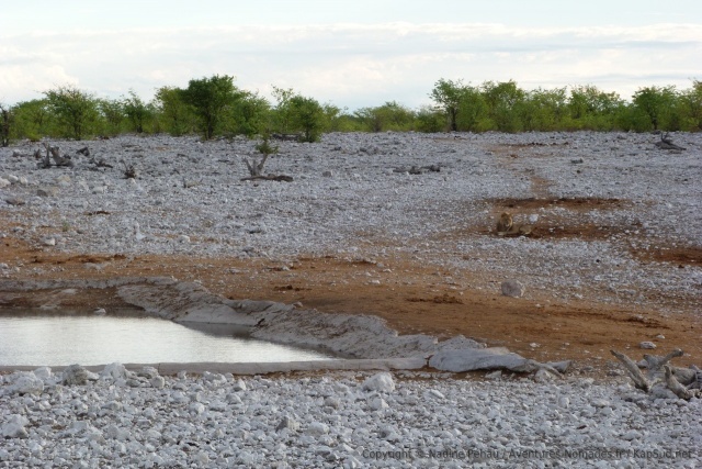 La robe marron du lion se confond parfaitement avec la terre environnante