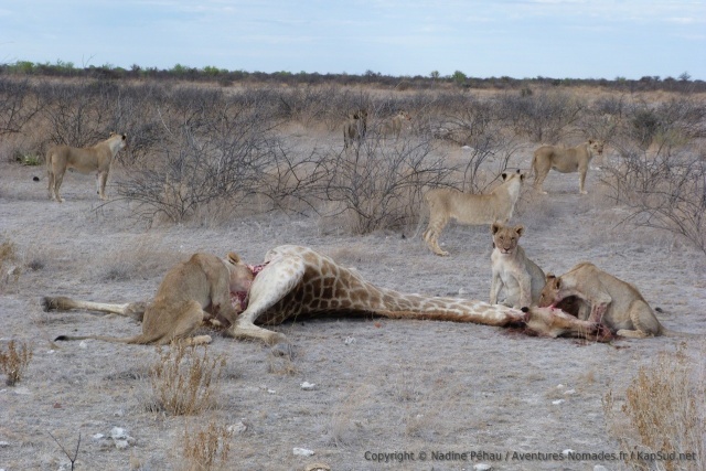 Cette pauvre girafe n'a pas pu résister à cette belle troupe de lions