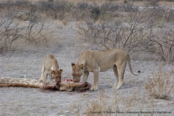 La tête est aussi un des morceaux préférés pour ces lions