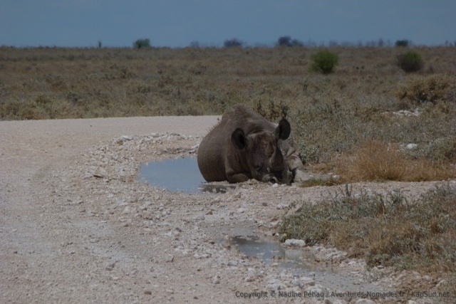 Petit problème, un rhinocéros campe sur la piste