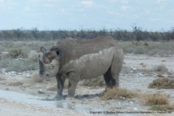 C'est un rhinocéros noir, imposant et généralement pas très commode