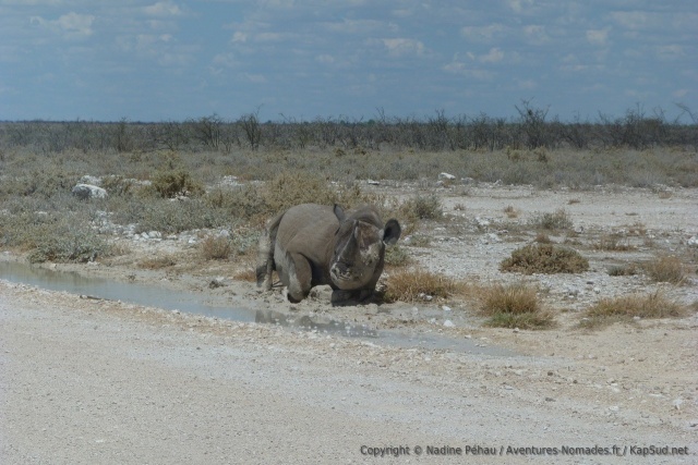 Cet énorme rhinocéros ne semble pas vouloir laisser sa flaque comme ça