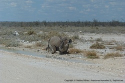 Cet énorme rhinocéros ne semble pas vouloir laisser sa flaque comme ça