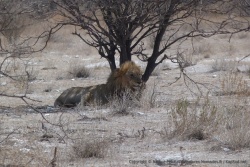 Il ne reste plus grand monde de notre troupe de lions de ce matin
