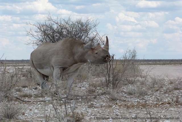 Etosha est sans conteste un des meilleurs endroits pour voir des rhinocéros noirs