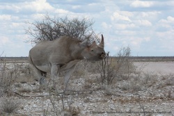 Etosha est sans conteste un des meilleurs endroits pour voir des rhinocéros noirs