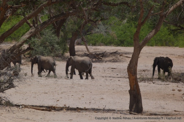 Après leur halte à l'ombre, les éléphants reprennent la route pour on ne sait où