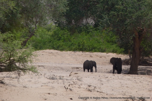 Un dernier coup d'oeil vers nos valeureux éléphants du désert