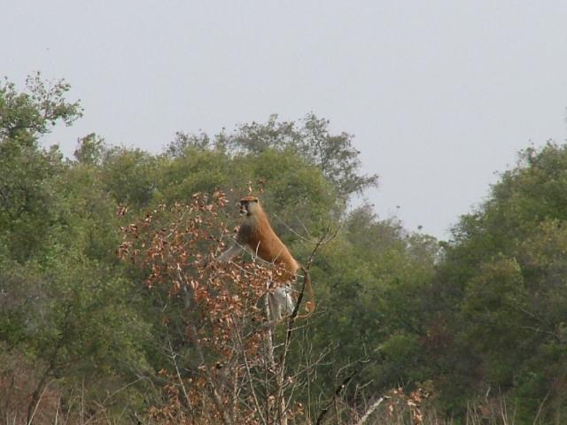 Parc de la Pendjari et ses animaux : des singes