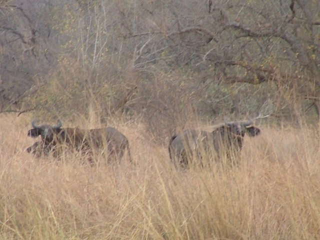 Parc de la Pendjari et ses animaux : des buffles