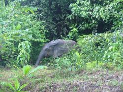 Gabon 2004 - KapSud