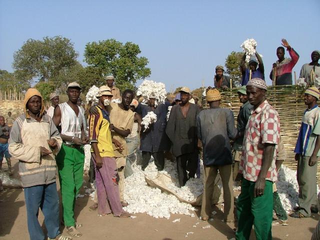 Rassemblement des cultivateurs autour du coton