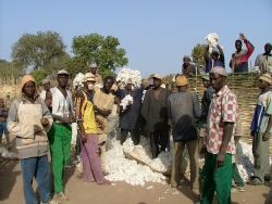 Rassemblement des cultivateurs autour du coton