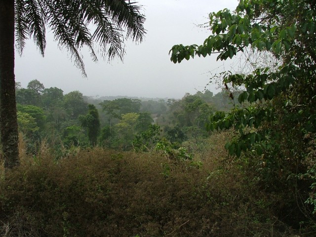 La forêt entre Badou et Kpalimé