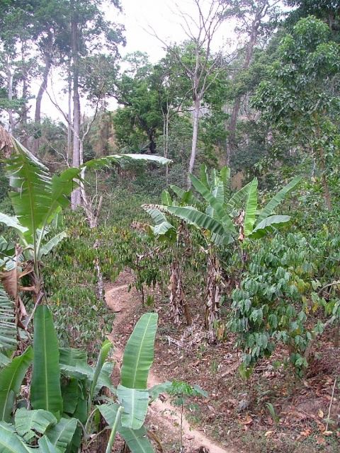 Plantations dans la forêt