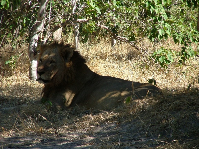 Et le lion qui aurait pu manger David