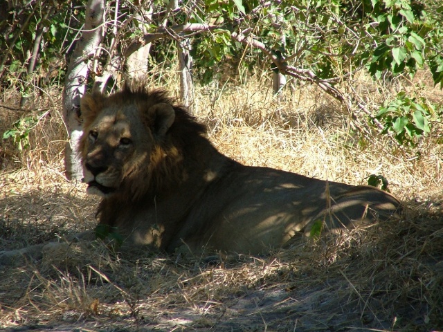 Et le lion qui aurait pu manger David