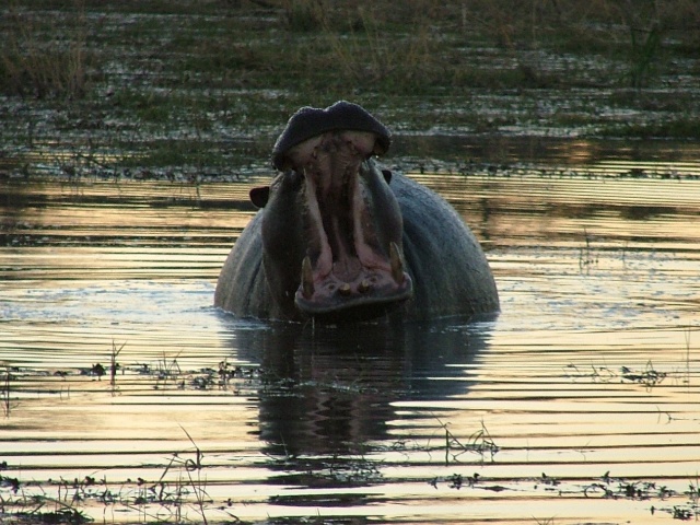 Hippo en démonstration