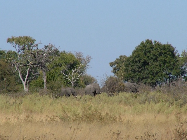 Eléphants aperçus lors de notre ballade à pied dans le bush : sensations garanties