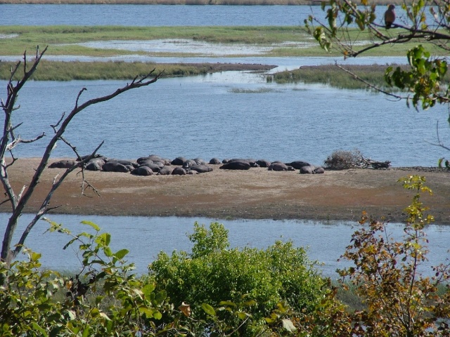 Horde d'hippos en pleine activité