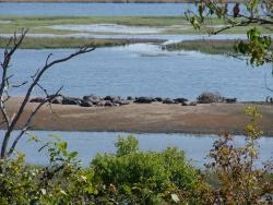 Horde d'hippos en pleine activité