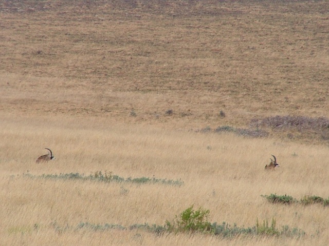 Antilopes rouannes au repos
