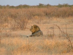 Lion posant pour la carte postale au soleil couchant