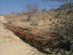 Le plus long tronc de la forêt pétrifiée