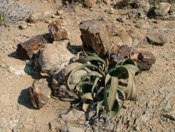 Les Welwitshias, plantes enigmatiques, sont parfois millénaires