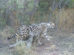 Guépard superbe appelé King Cheetah, résultat d'une mutation génétique